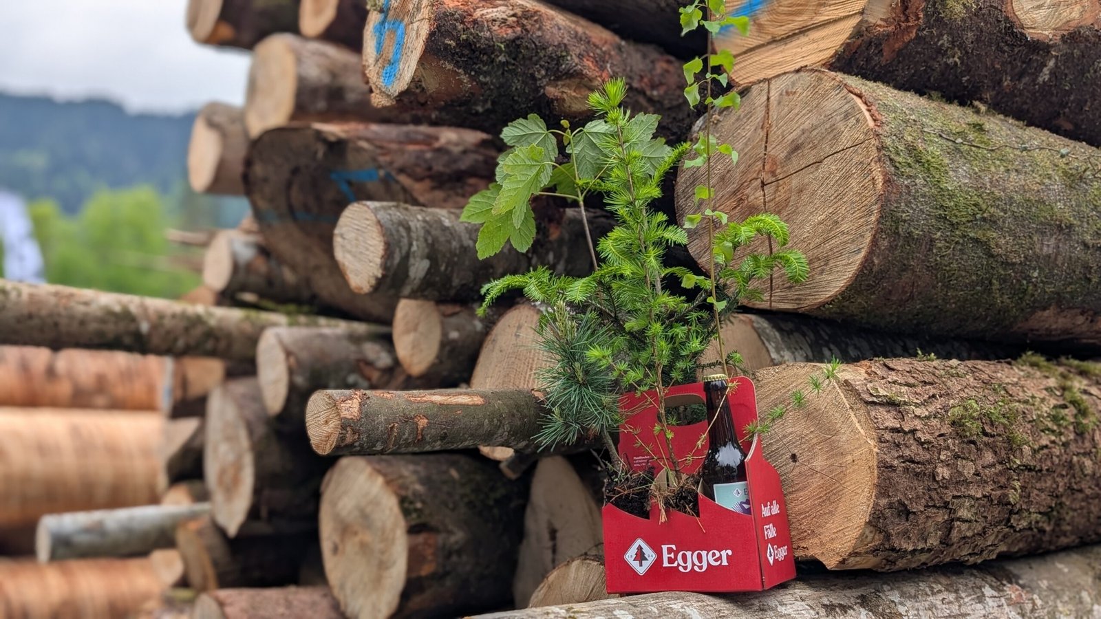 PXL_20250503_071357284.PORTRAIT