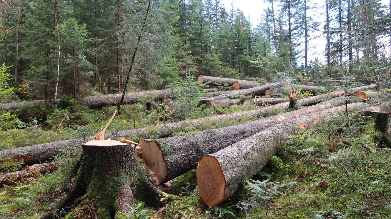 Holznutzung Hohenems